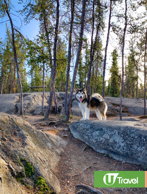 黃刀鎮極光(韋珈萱 攝) 黃刀鎮極光(韋珈萱 攝)
