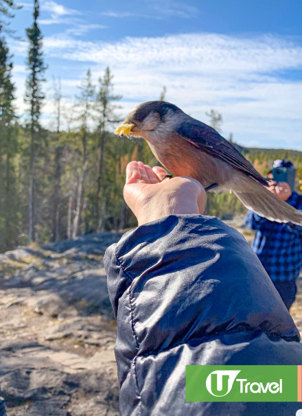 黃刀鎮極光(韋珈萱 攝) 黃刀鎮極光(韋珈萱 攝)