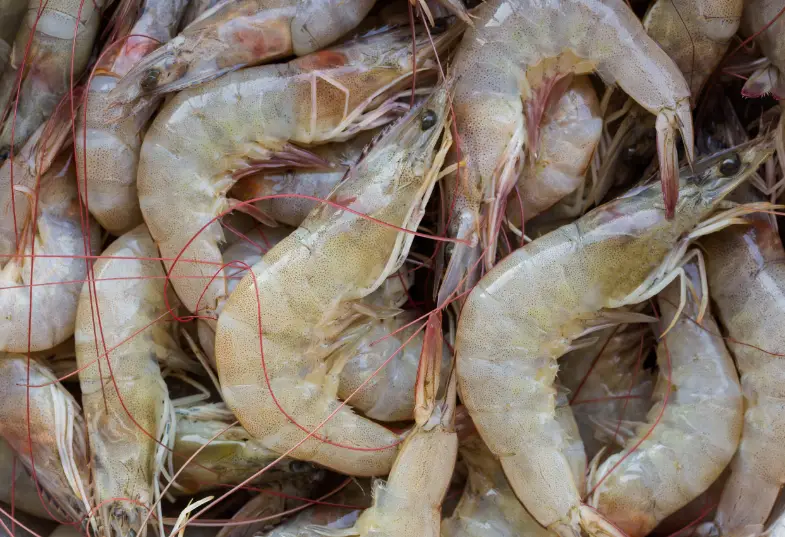 北上搵食注意！內地禁日水產恐轉買印度貨！網民崩潰：恒河水vs核廢水點揀？ 