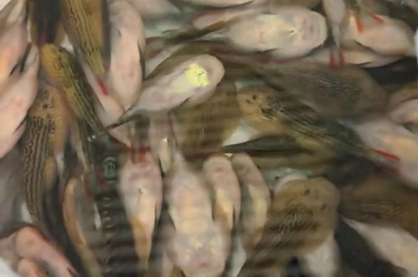 照片來源：微博