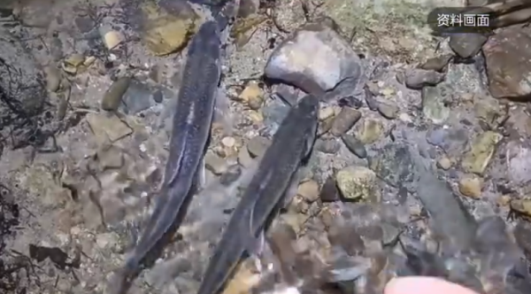 照片來源：網上圖片 