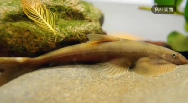 照片來源：網上圖片 