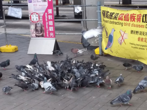 內地女遊港做錯1事即罰5000！當場崩潰大呻：家鄉明明無問題 