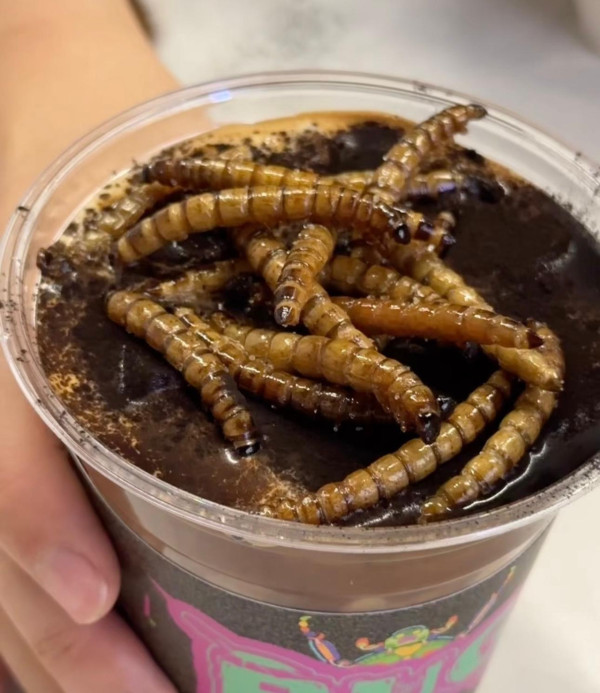 慎入！內地爆紅「昆蟲曱甴咖啡」爬滿蟲屍 網民見大麥蟲特飲反胃：仇人先飲 