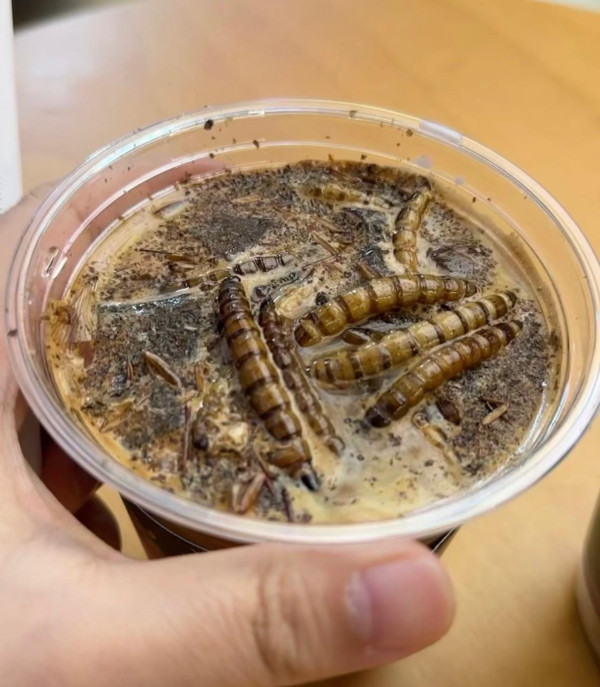 慎入！內地爆紅「昆蟲曱甴咖啡」爬滿蟲屍 網民見大麥蟲特飲反胃：仇人先飲 