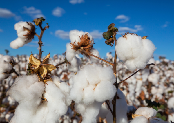 淘寶21款洗面巾含「有毒物質」!洗面恐變爛面毀容?港人常購品牌恐中招