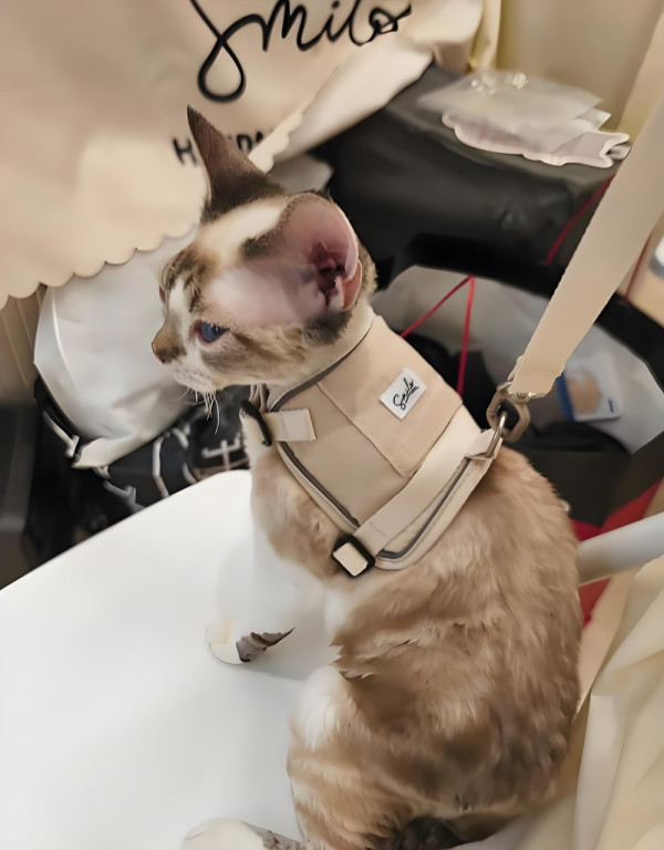 【人寵周末好去處】沙田新城市廣場「GO! CAMPING露營市集」Chill正戶外盛宴