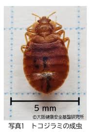 床蝨易入屋小心這款喼!日本5星酒店都中招!入房黃金5分鐘做齊4步防蝨