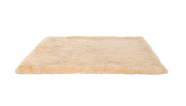 床蝨易入屋小心這款喼!日本5星酒店都中招!入房黃金5分鐘做齊4步防蝨