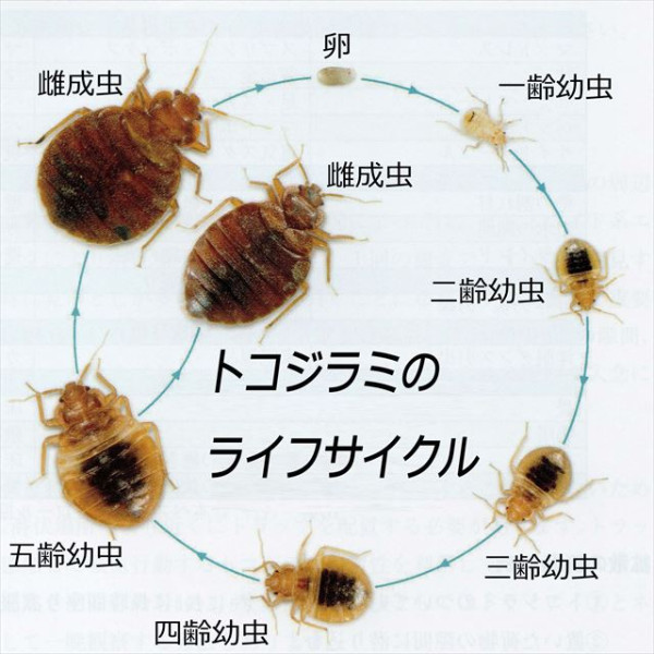 床蝨易入屋小心這款喼!日本5星酒店都中招!入房黃金5分鐘做齊4步防蝨