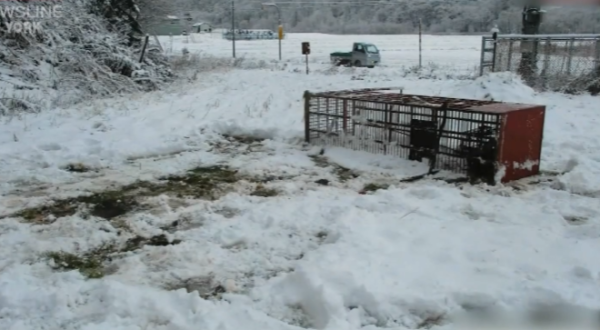 照片來源：NHK News