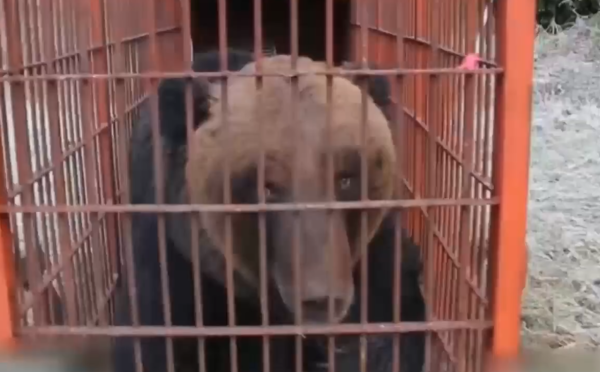 照片來源：NHK News