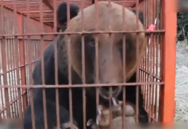 照片來源：NHK News