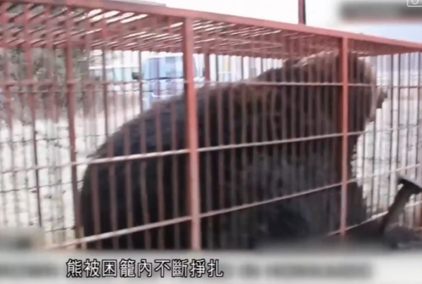 照片來源：NHK News