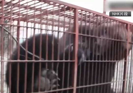 照片來源：NHK News
