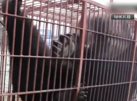 照片來源：NHK News