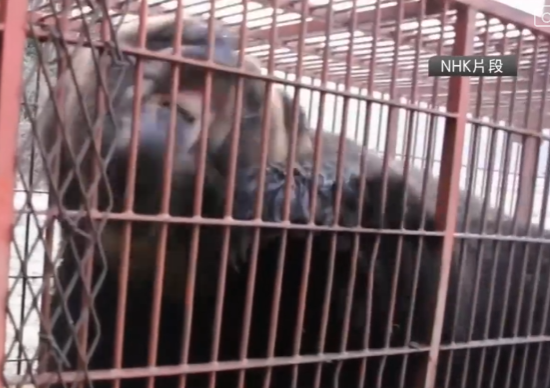 照片來源：NHK News