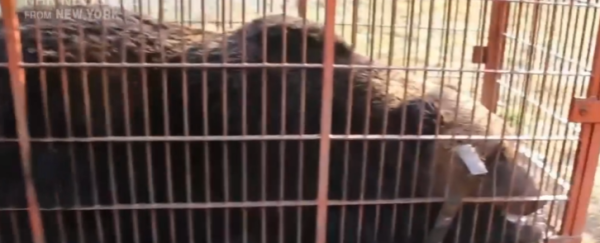 照片來源：NHK News