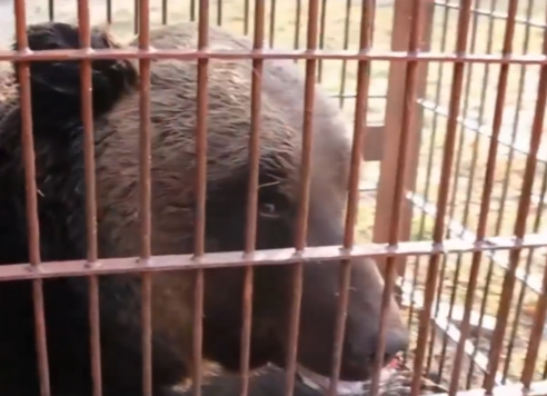 照片來源：NHK News