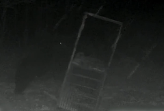 照片來源：NHK News