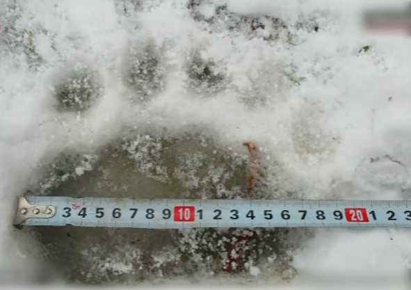 照片來源：NHK News