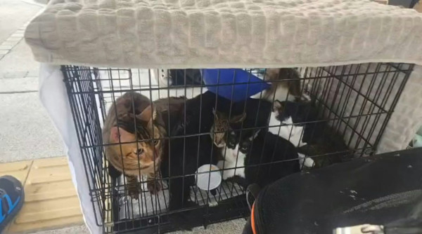 圖源：chingwongwc@Threads