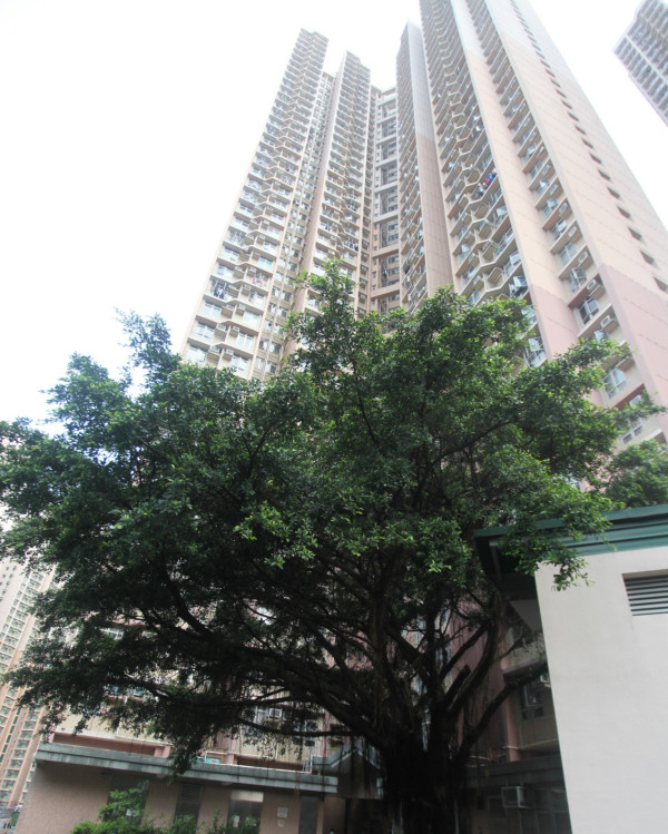 公屋樓王|靚過貝沙灣!盤點全港8條「神級海景」屋邨 網民:有錢都買唔到