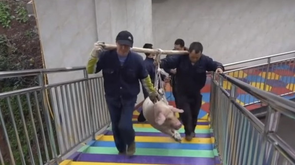 有片！景區搞「真豬跳」75KG肥豬被推下68米笨豬跳台 遊客怒吼虐待動物景區道歉：思慮不周 