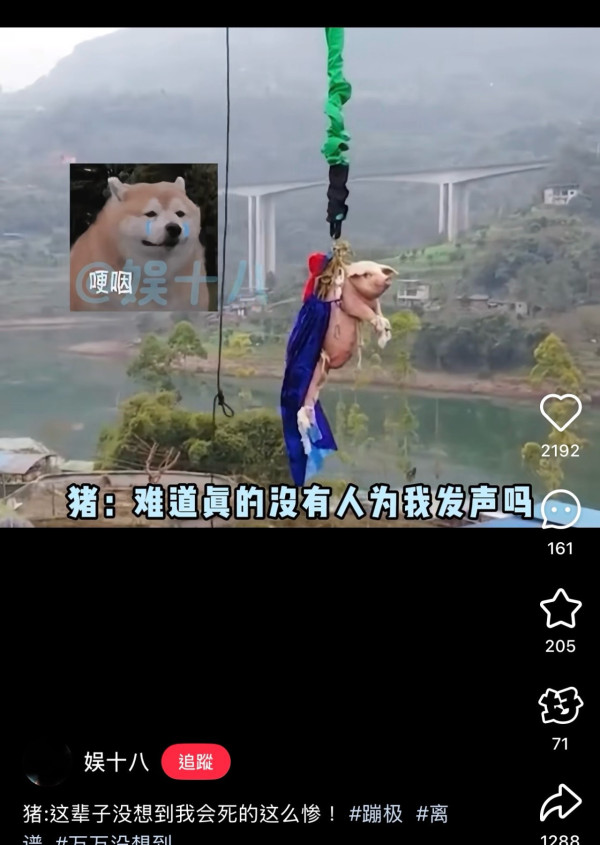 有片！景區搞「真豬跳」75KG肥豬被推下68米笨豬跳台 遊客怒吼虐待動物景區道歉：思慮不周 