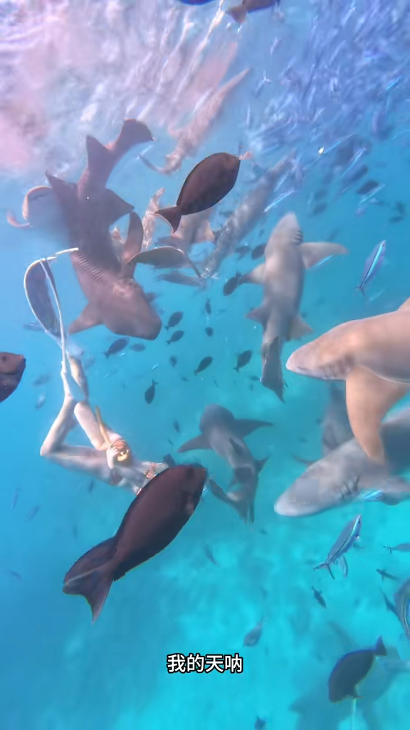 事發一刻曝光！內地女網紅遭鯊魚咬傷感染！ 月經引鯊魚？網民揭真兇係手上一物 