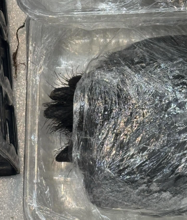 日本超市驚現「連毛帶甲」熊掌！標價5萬円嚇窒網民：生勾勾咁點樣食？ 