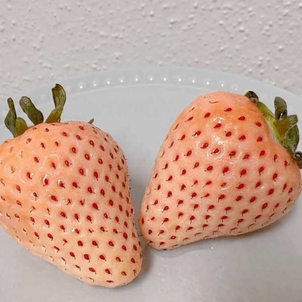 日本士多啤梨2025｜九州摘士多啤梨5大果園推介 熱門品種任摘任食！ 