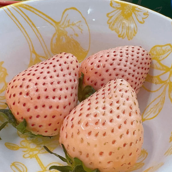 日本士多啤梨2025｜九州摘士多啤梨5大果園推介 熱門品種任摘任食！ 