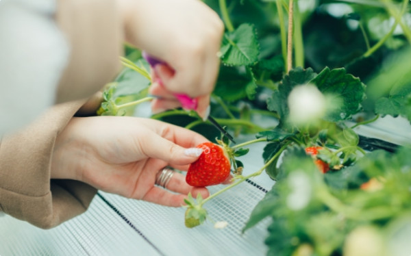 日本士多啤梨2025｜九州摘士多啤梨5大果園推介 熱門品種任摘任食！ 