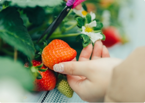 日本士多啤梨2025｜九州摘士多啤梨5大果園推介 熱門品種任摘任食！ 