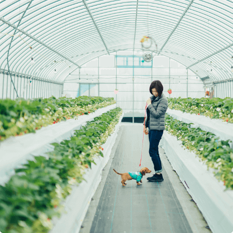 日本士多啤梨2025｜九州摘士多啤梨5大果園推介 熱門品種任摘任食！ 