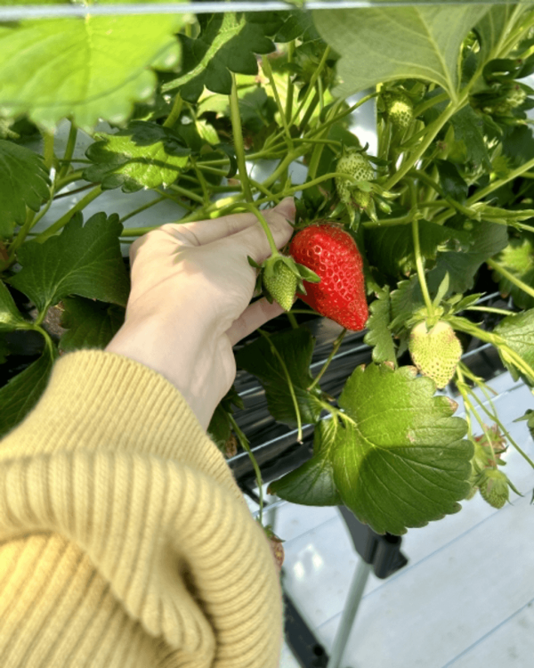 日本士多啤梨2025｜九州摘士多啤梨5大果園推介 熱門品種任摘任食！ 