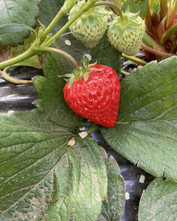 日本士多啤梨2025｜九州摘士多啤梨5大果園推介 熱門品種任摘任食！ 