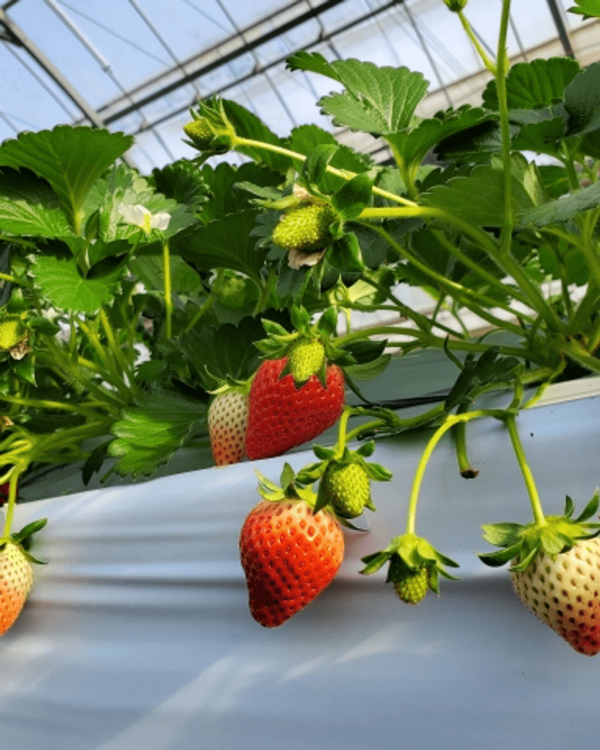 日本士多啤梨2025｜九州摘士多啤梨5大果園推介 熱門品種任摘任食！ 