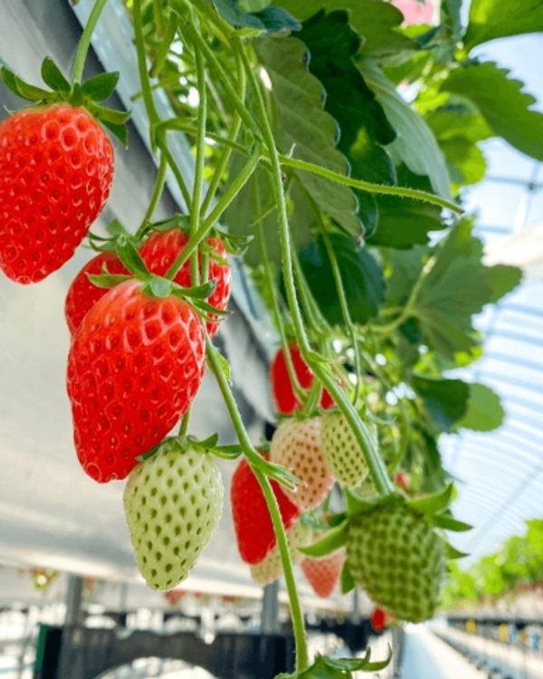 日本士多啤梨2025｜九州摘士多啤梨5大果園推介 熱門品種任摘任食！ 