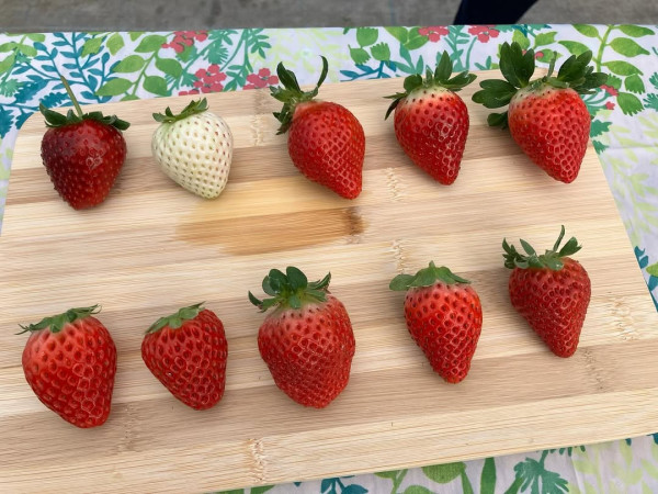 日本士多啤梨2025｜九州摘士多啤梨5大果園推介 熱門品種任摘任食！ 