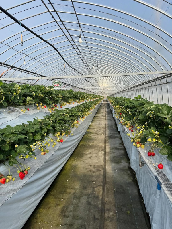 日本士多啤梨2025｜九州摘士多啤梨5大果園推介 熱門品種任摘任食！ 