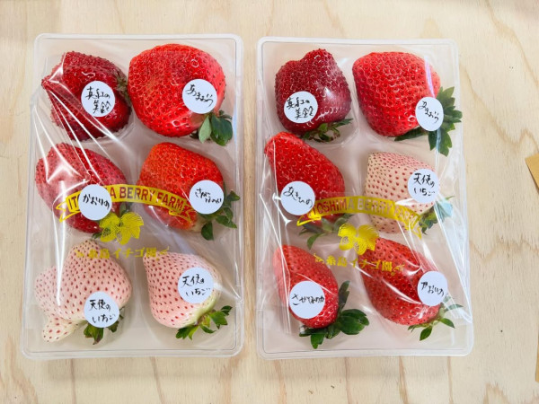 日本士多啤梨2025｜九州摘士多啤梨5大果園推介 熱門品種任摘任食！ 