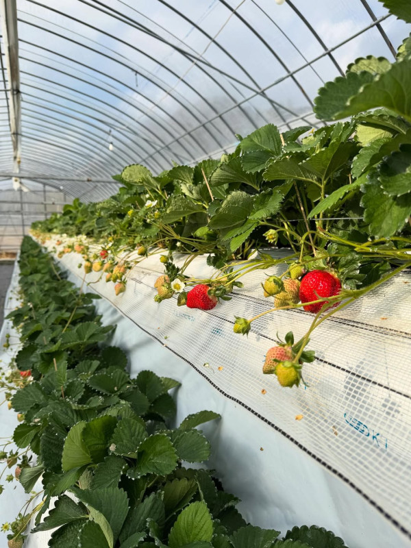 日本士多啤梨2025｜九州摘士多啤梨5大果園推介 熱門品種任摘任食！ 