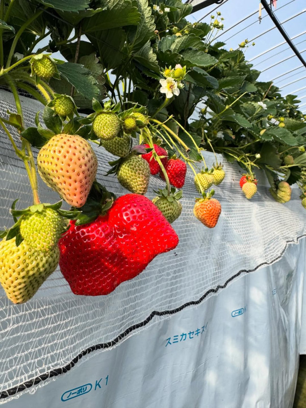 日本士多啤梨2025｜九州摘士多啤梨5大果園推介 熱門品種任摘任食！ 