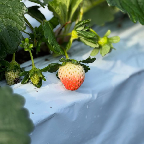 日本士多啤梨2025｜九州摘士多啤梨5大果園推介 熱門品種任摘任食！ 