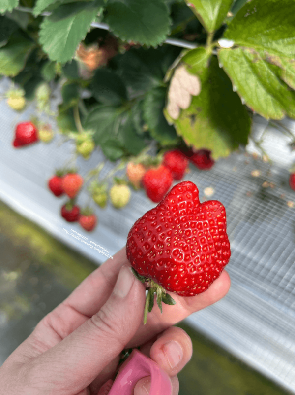 日本士多啤梨2025｜九州摘士多啤梨5大果園推介 熱門品種任摘任食！ 