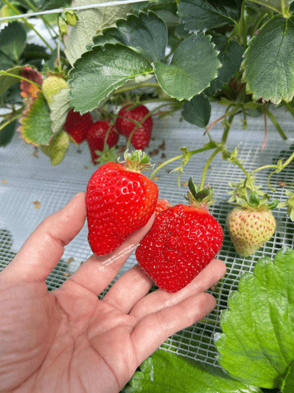 日本士多啤梨2025｜九州摘士多啤梨5大果園推介 熱門品種任摘任食！ 