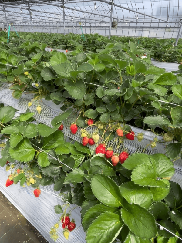 日本士多啤梨2025｜九州摘士多啤梨5大果園推介 熱門品種任摘任食！ 