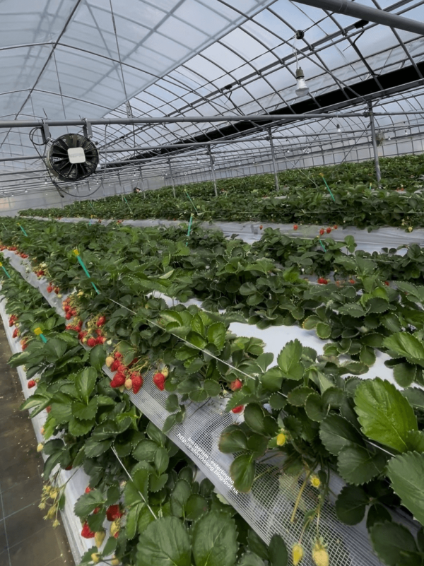 日本士多啤梨2025｜九州摘士多啤梨5大果園推介 熱門品種任摘任食！ 